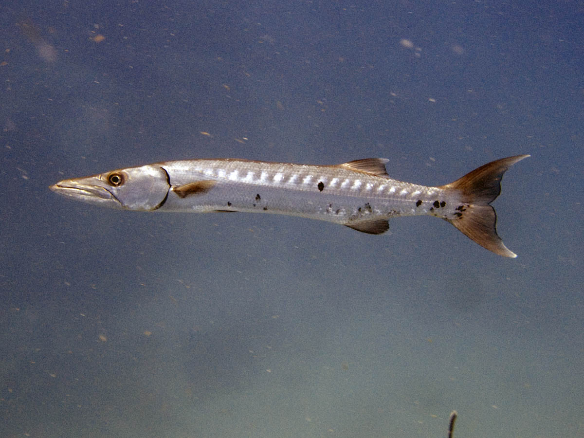 Great barracuda (one of two over Prince Albert)